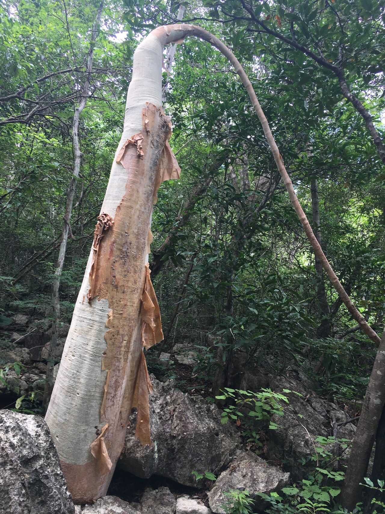 Cyphostemma roseiglandulosum bark