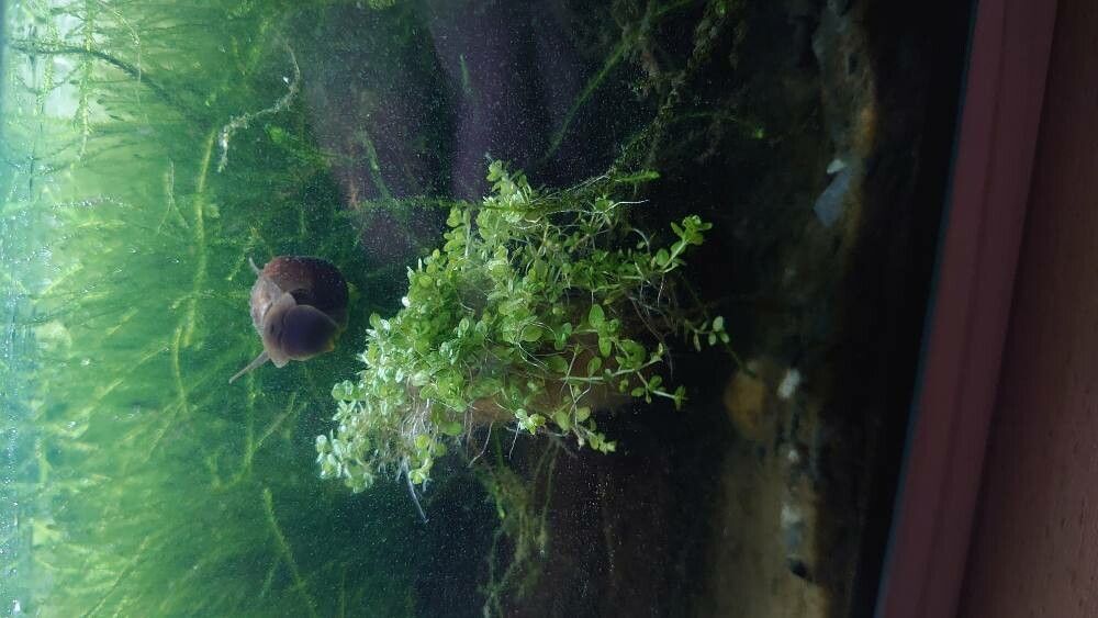 Micranthemum callitrichoides — related species from the same genus