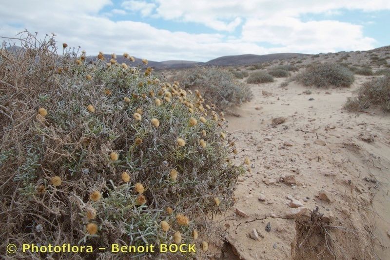 Pulicaria burchardii habit