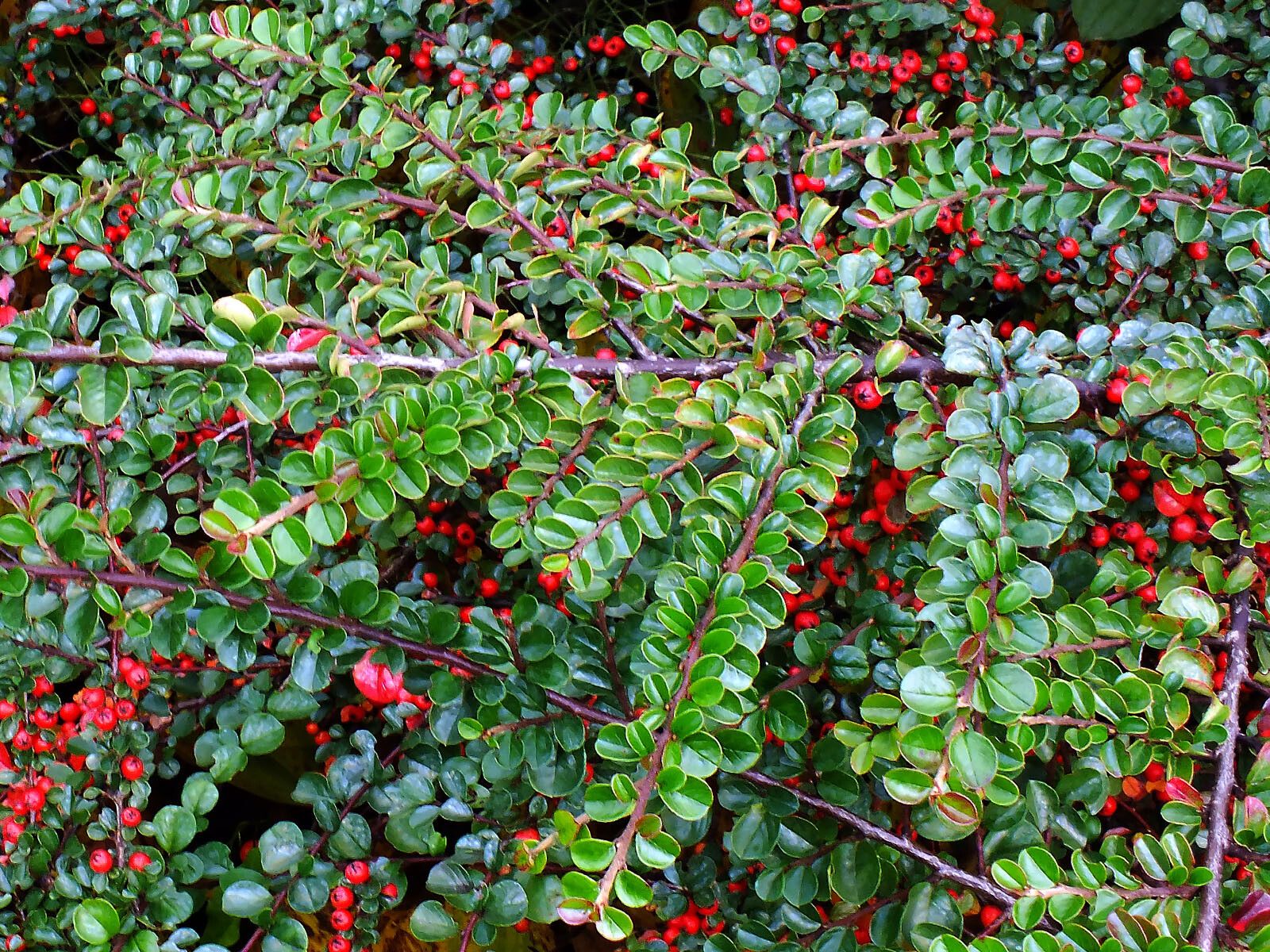 Cotoneaster hjelmqvistii — search result for 'Cotoneaster'