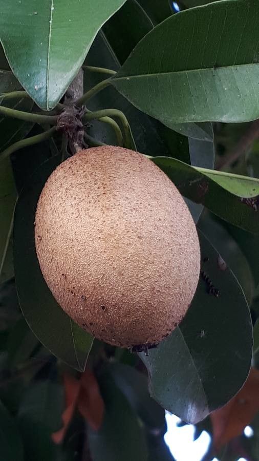 Mimusops elengi fruit