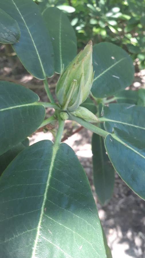 Rhododendron auriculatum leaf