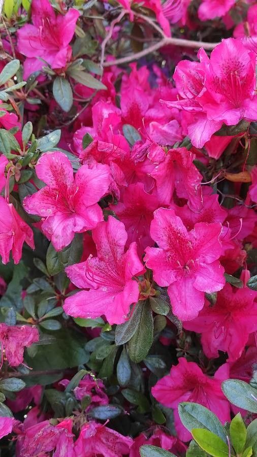 Rhododendron molle flower