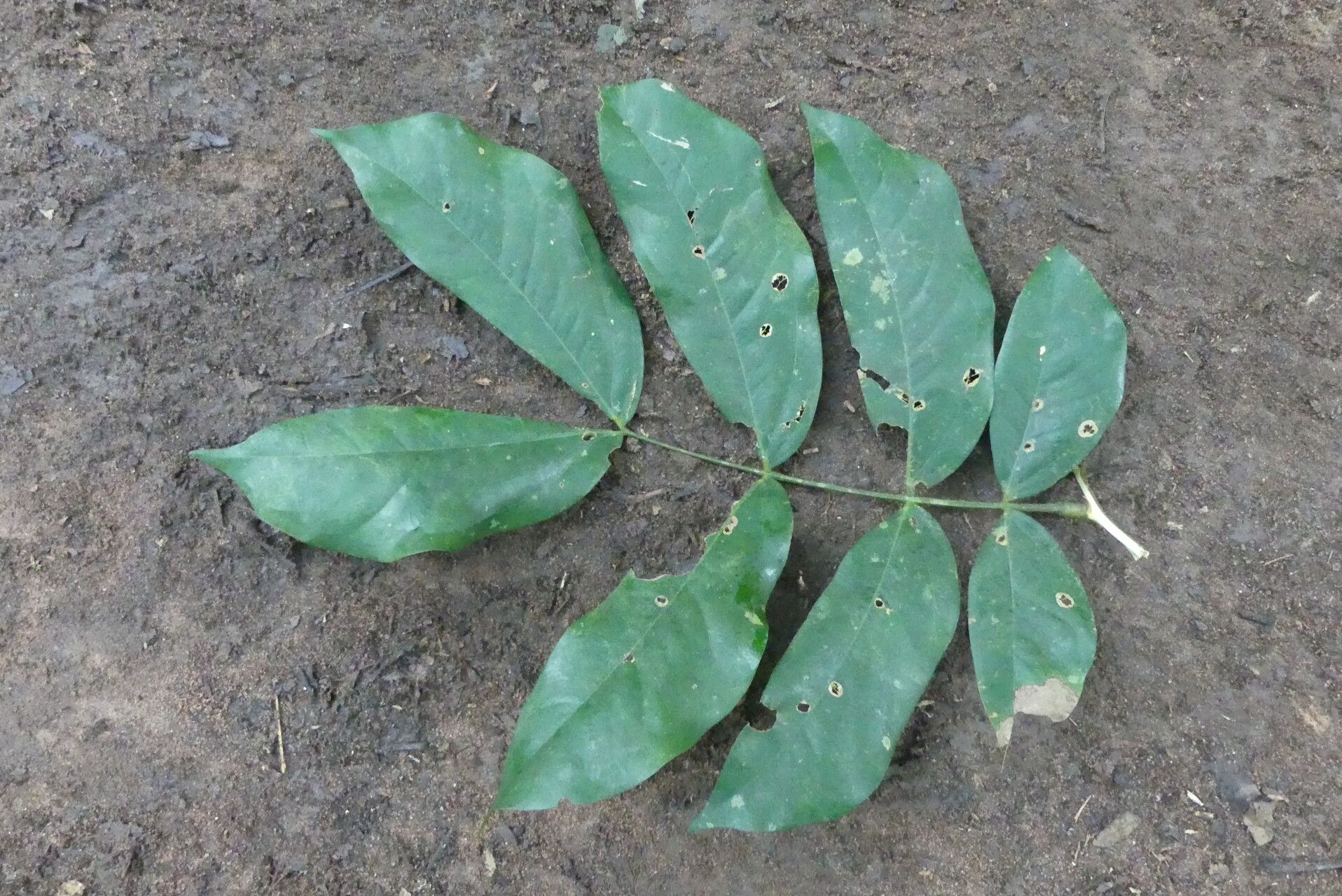 Brachystegia laurentii — houseplant care guide