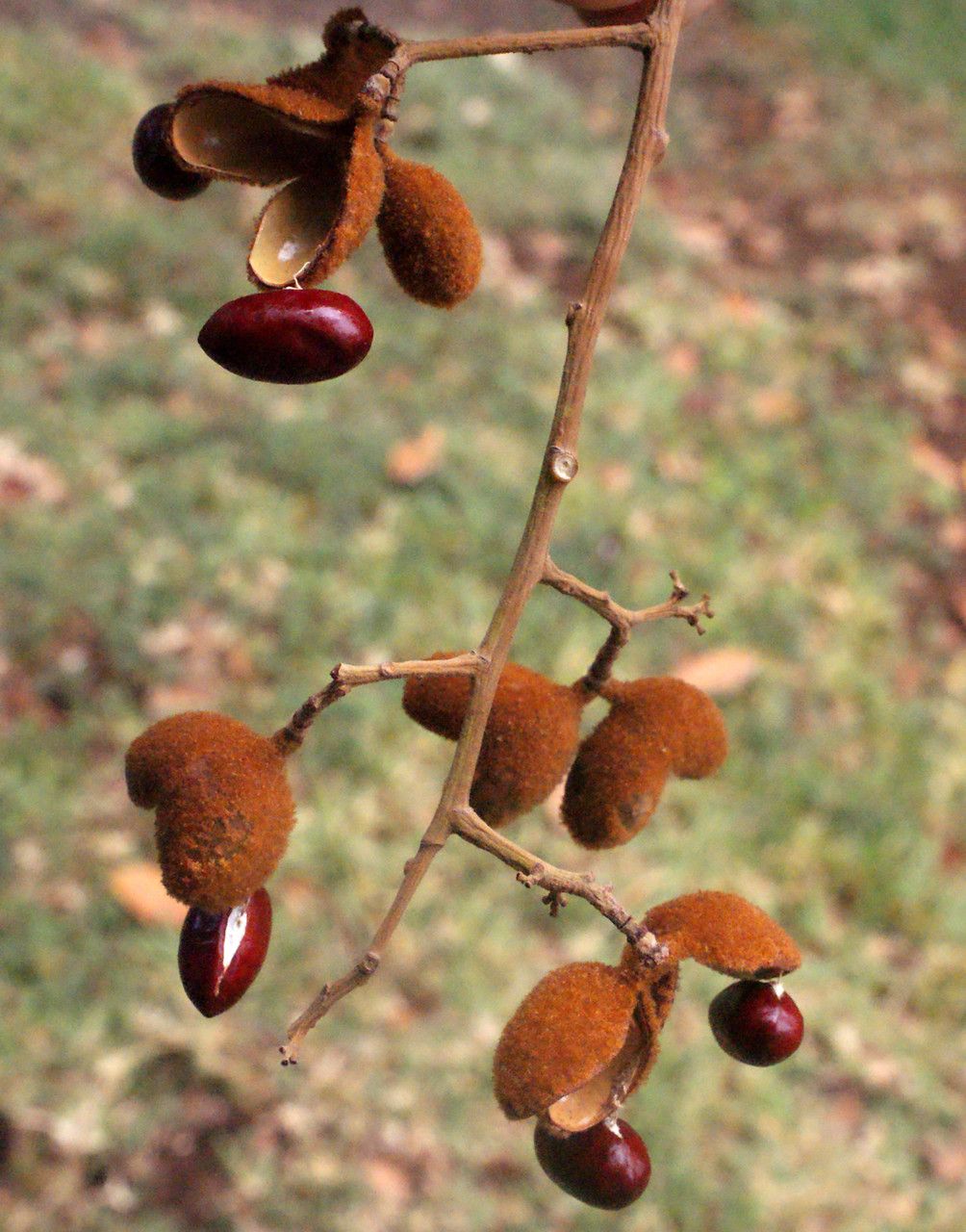 Schleichera oleosa fruit