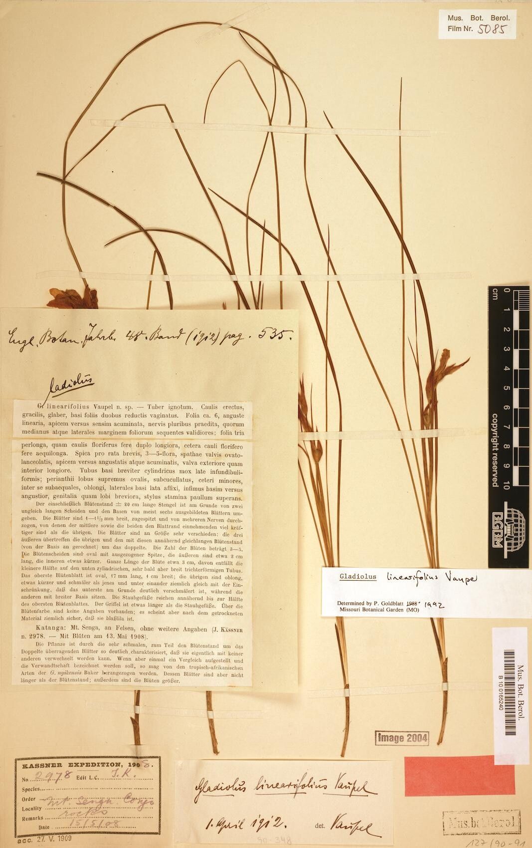 Gladiolus linearifolius — search result for 'Gladiolus'