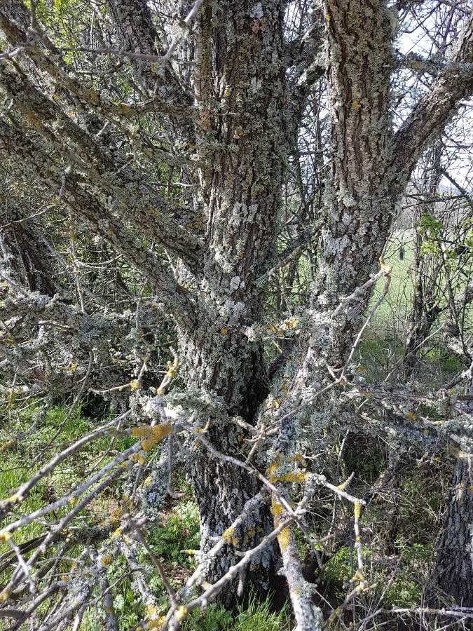 Sesamothamnus lugardii bark