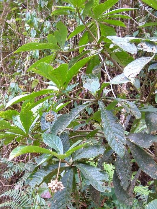 Solanum sessile habit