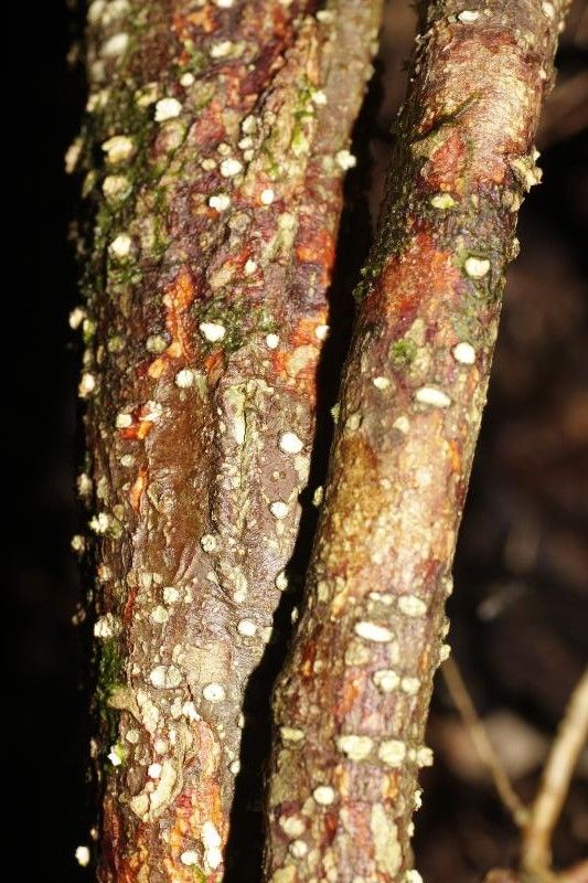 Balizia pedicellaris other