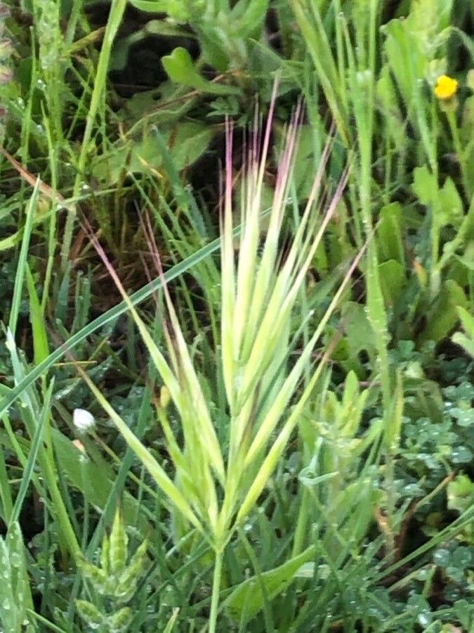 Bromus madritensis flower