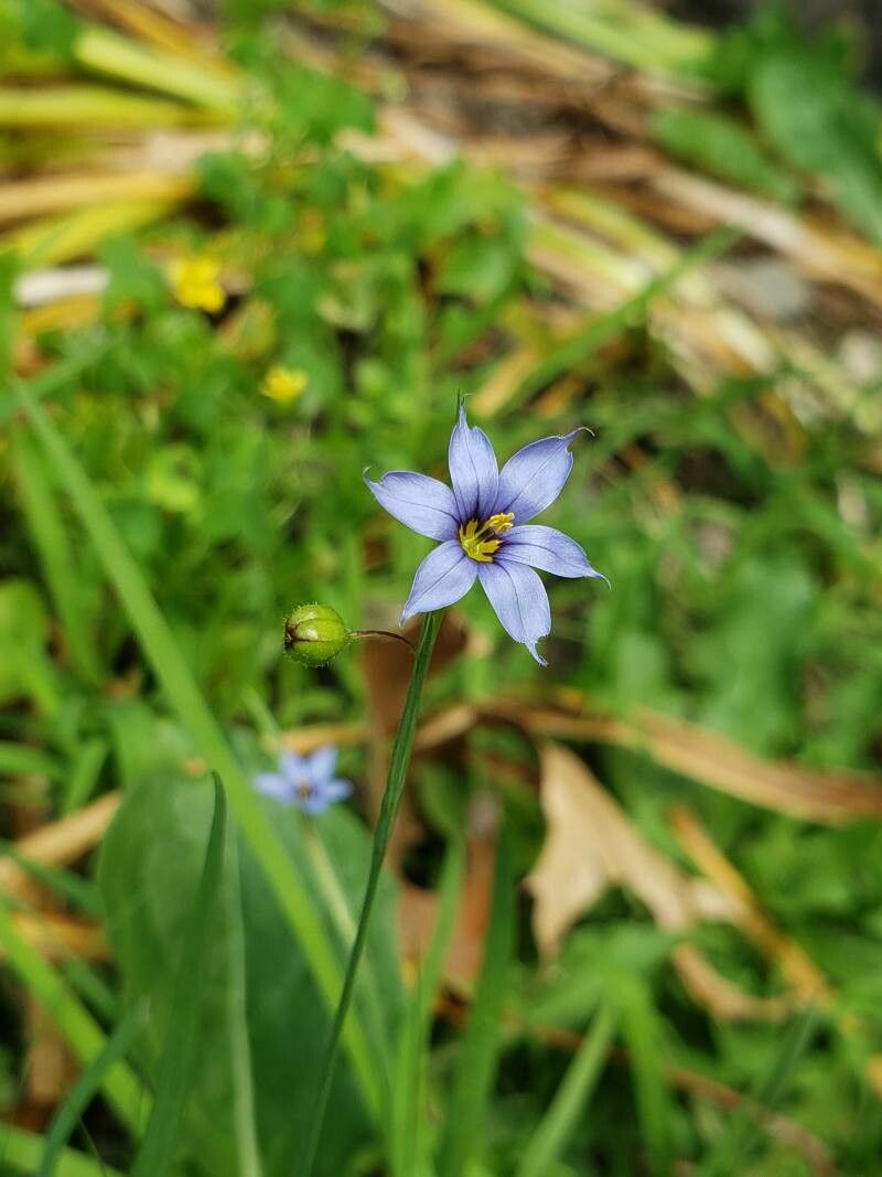 Sisyrinchium angustifolium fruit