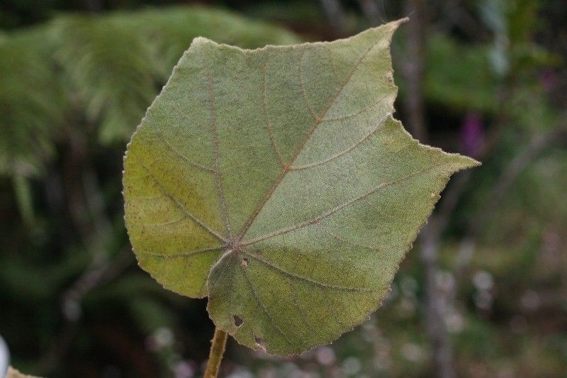 Dombeya reclinata leaf