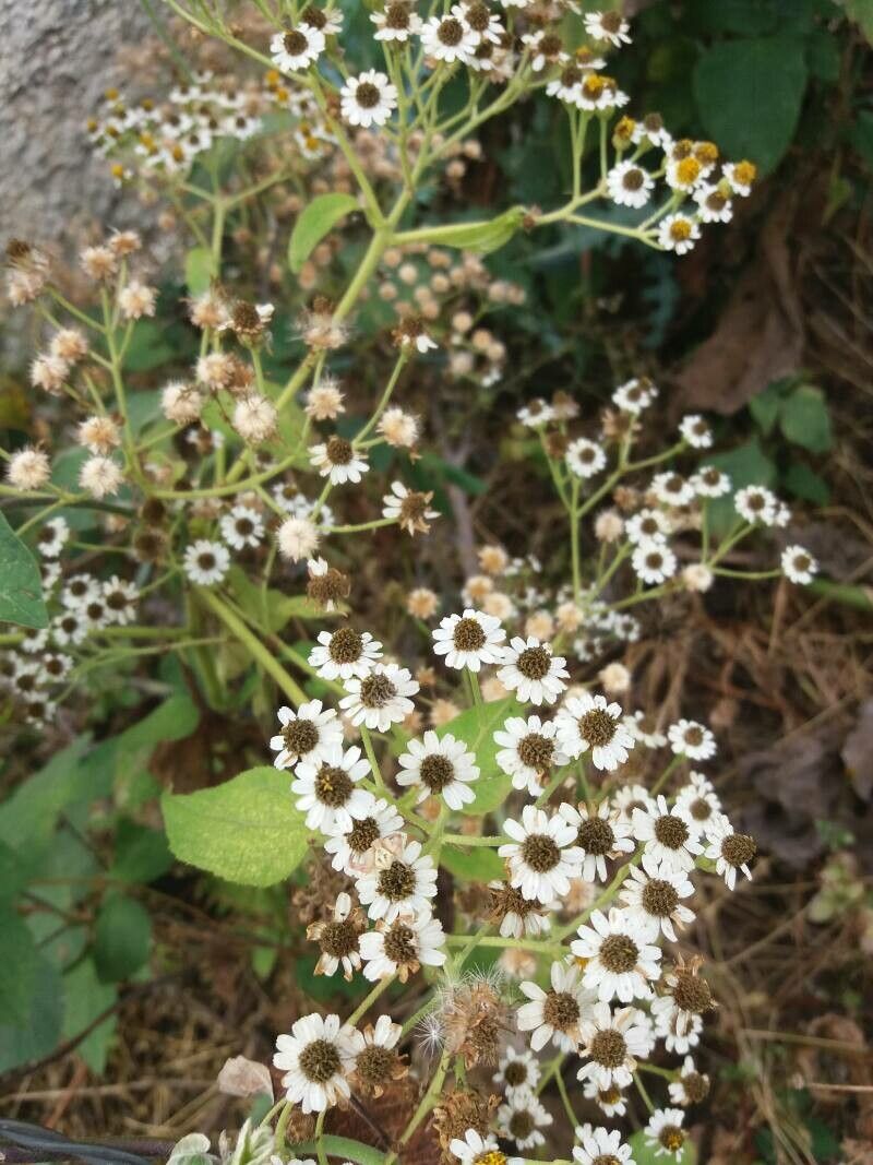 Verbesina microptera habit