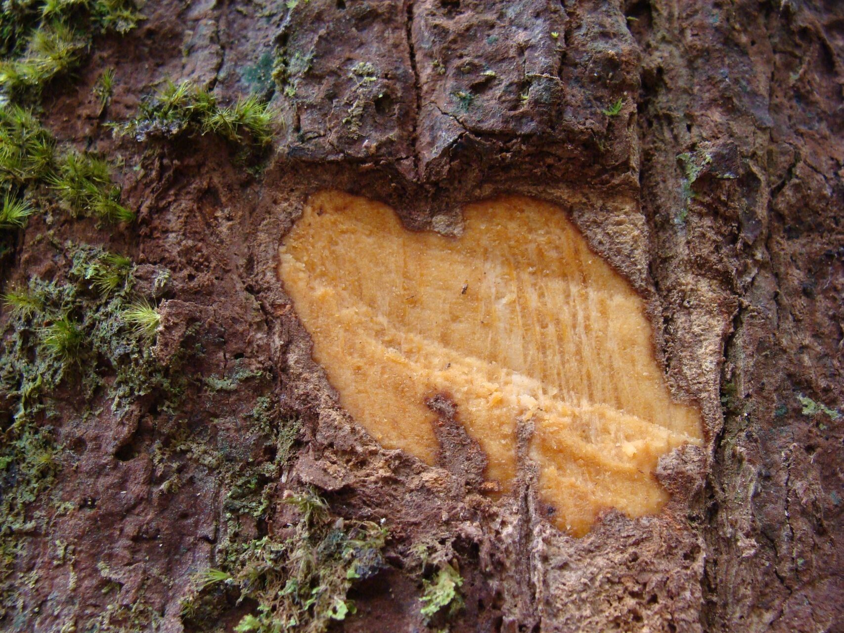 Zygogynum stipitatum bark