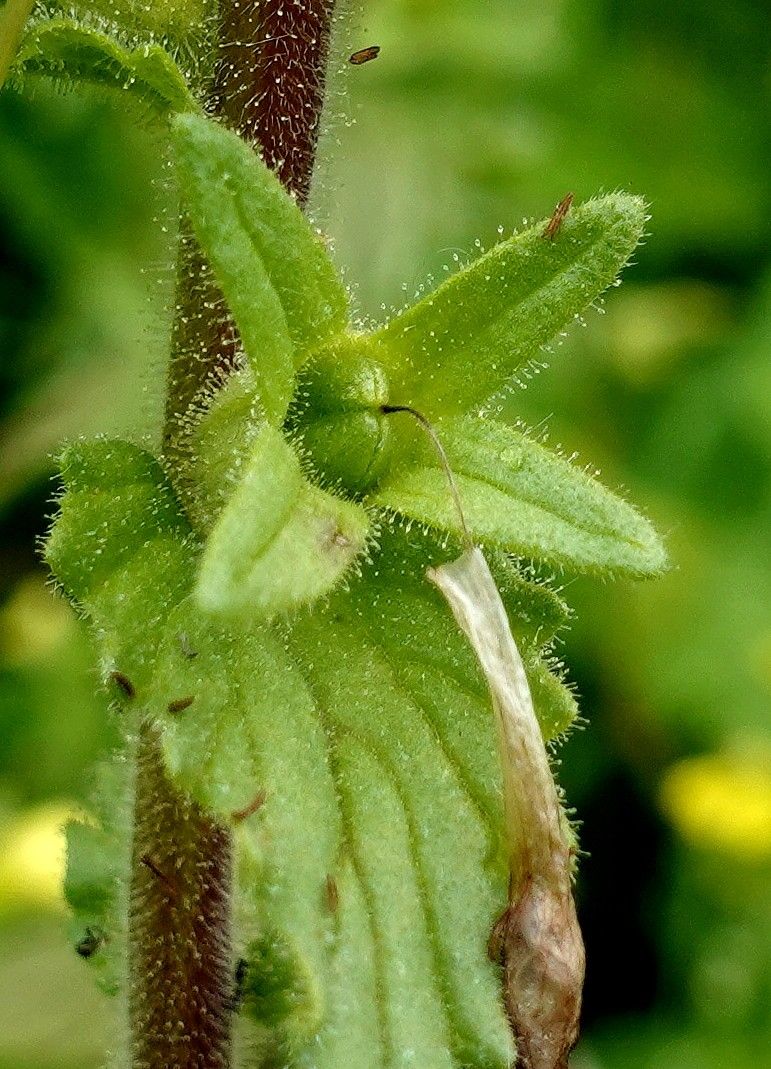 Parentucellia viscosa fruit