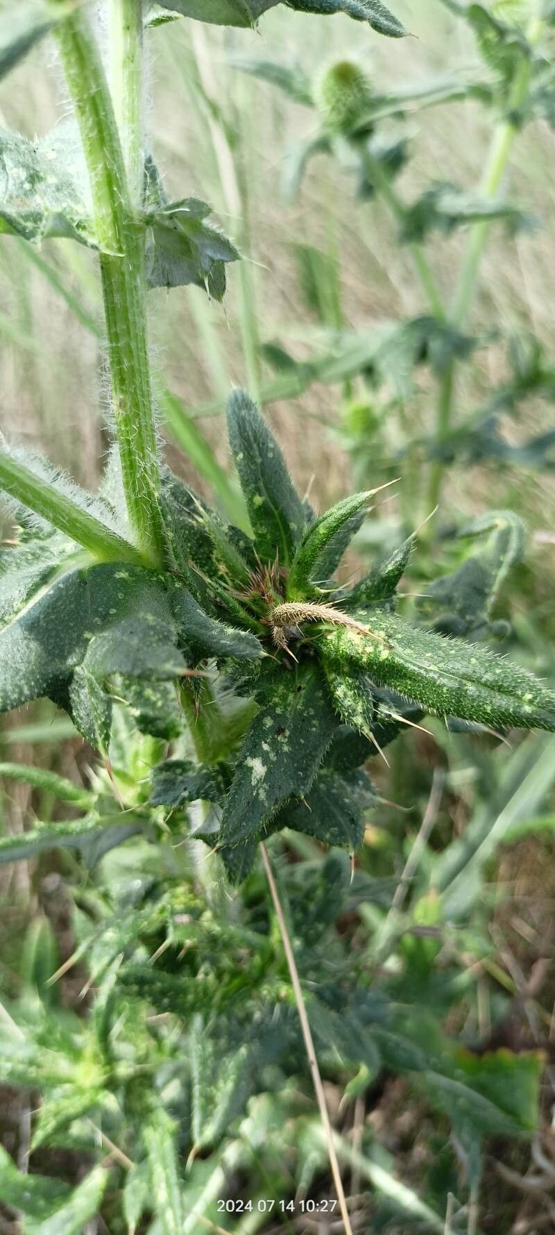 Cirsium serrulatum — search result for 'Cirsium'