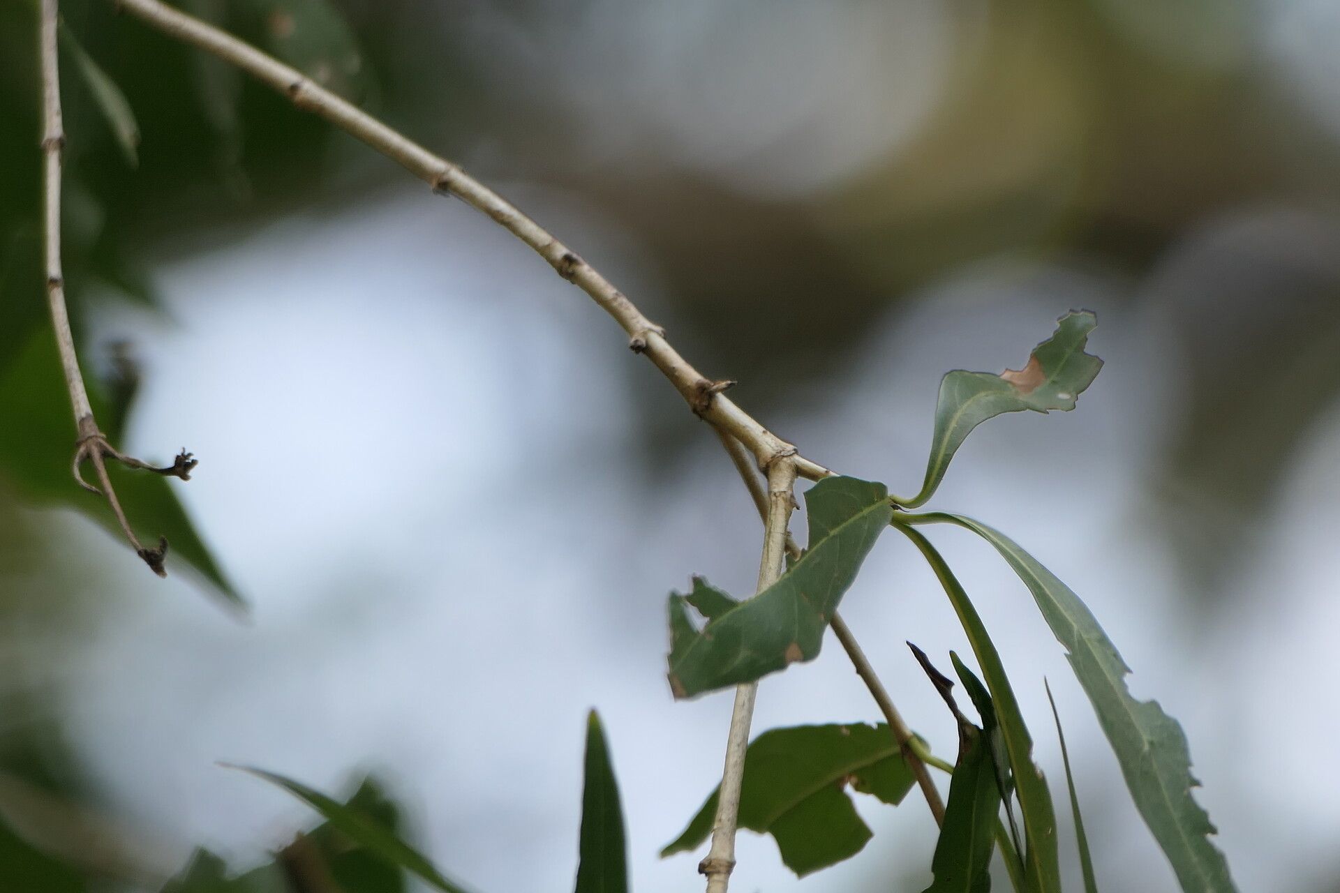 Pavetta lanceolata bark