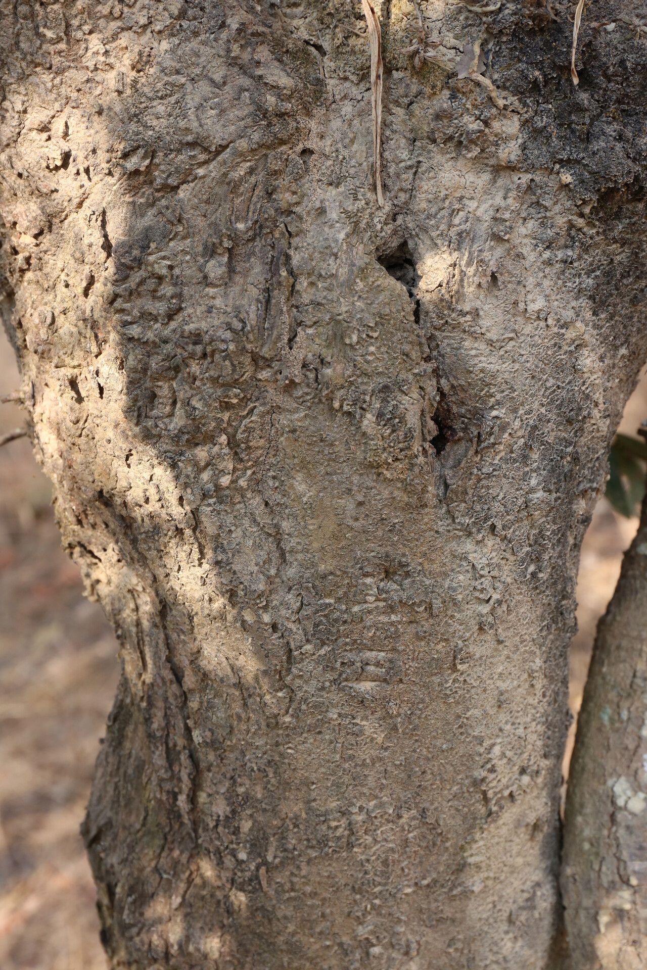 Brachystegia stipulata bark