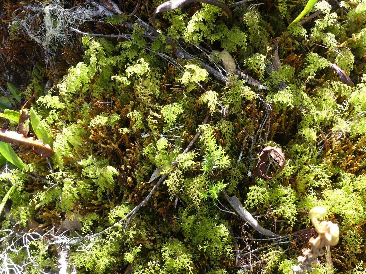 Hymenophyllum inaequale habit