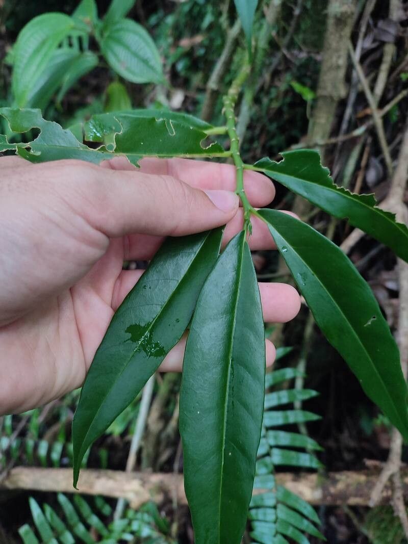 Procris pedunculata leaf