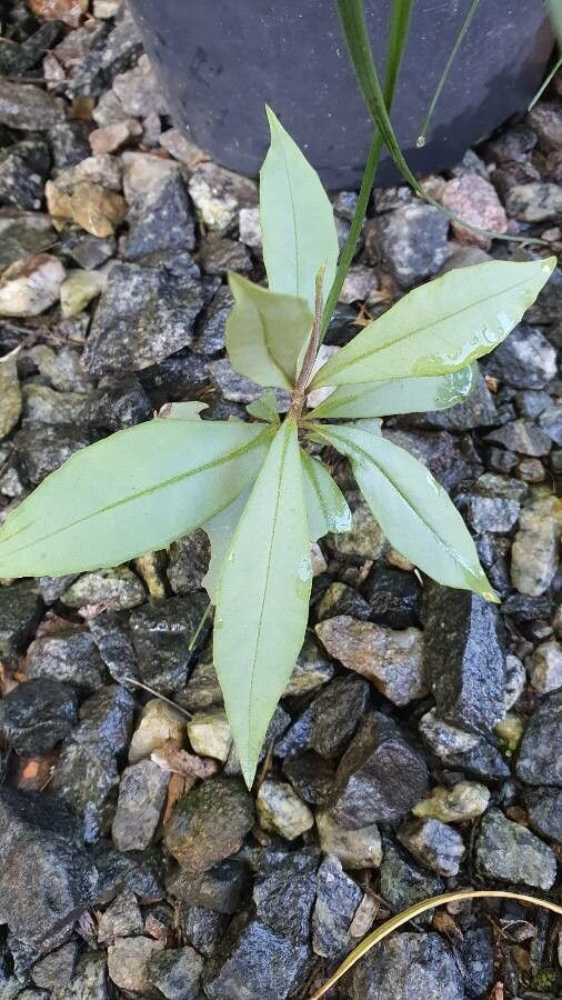 Syzygium lateriflorum — houseplant care guide