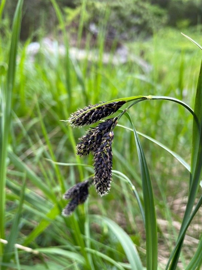 Carex atrata flower