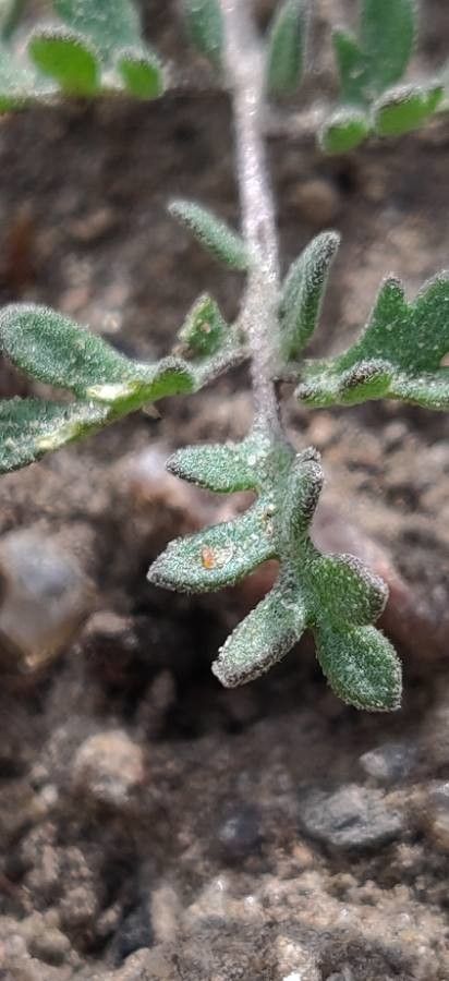 Chaenactis glabriuscula — houseplant care guide