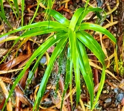 Richea dracophylla — related species from the same genus