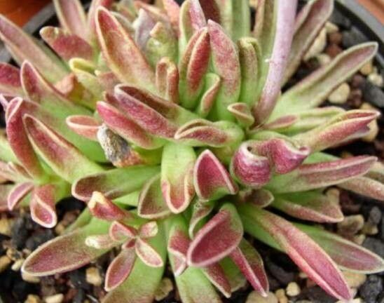 Adromischus phillipsiae habit