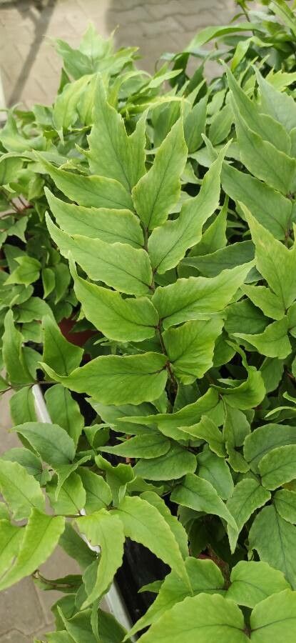 Tectaria pedata habit