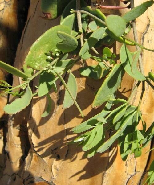 Tapinanthus dependens — houseplant care guide