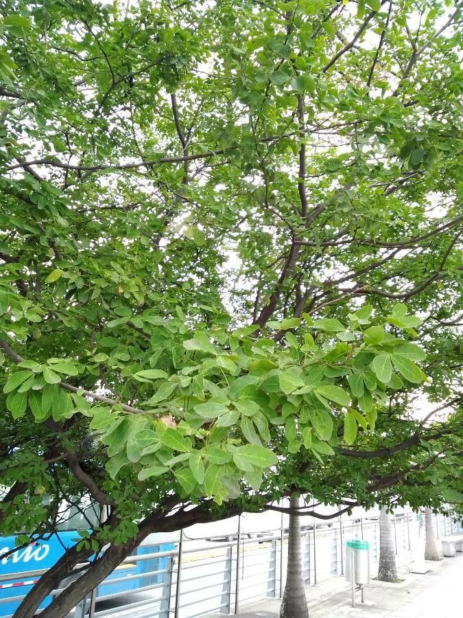 Abarema adenophora — related species from the same genus