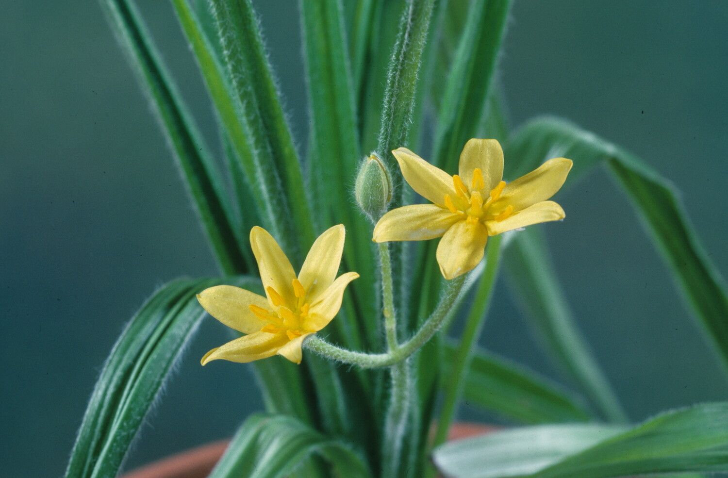 Hypoxis urceolata — search result for 'Hypoxis'