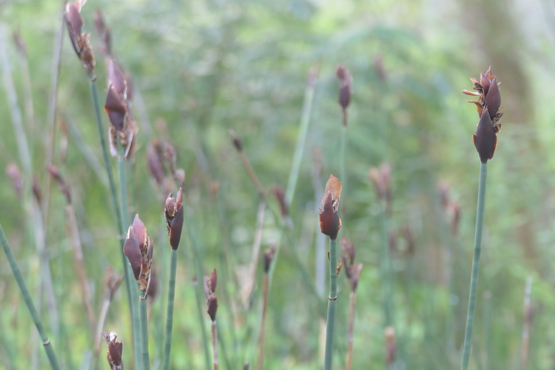 Elegia fenestrata — related species from the same genus