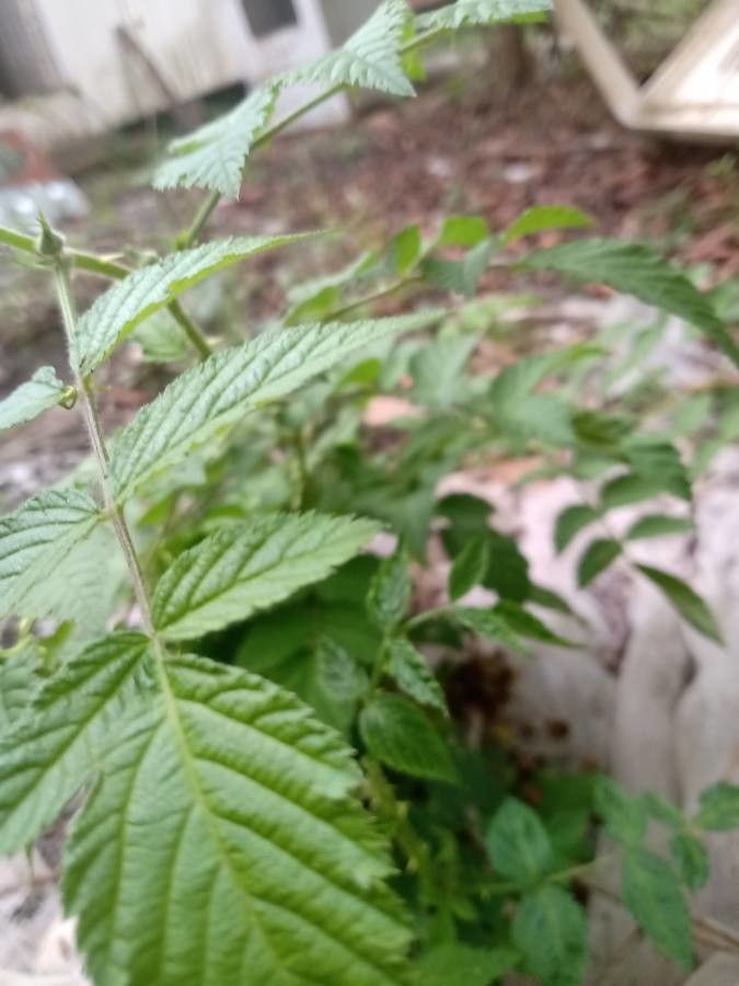 Rubus niveus — search result for 'Rubus'