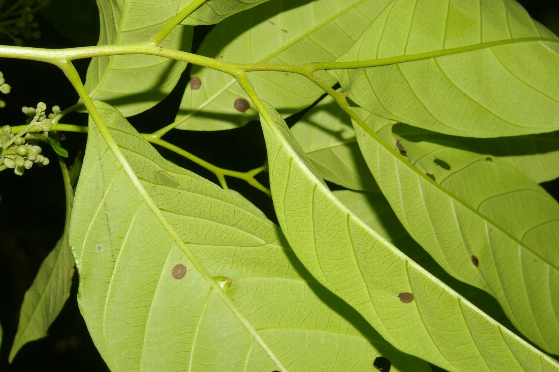 Trichilia adolfi — related species from the same genus