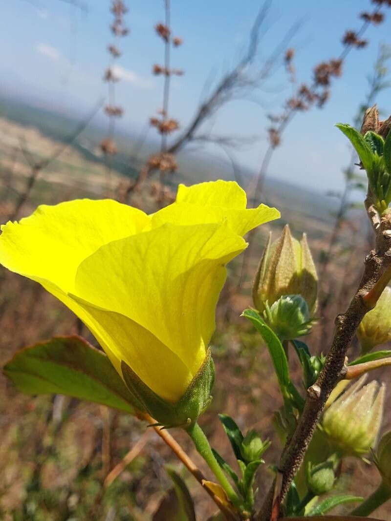 Hibiscus bernieri flower