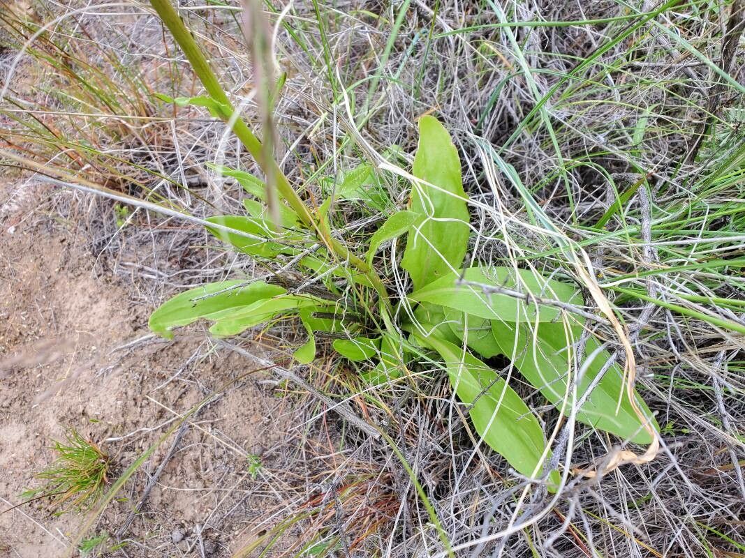 Senecio integerrimus