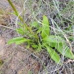 Senecio integerrimus
