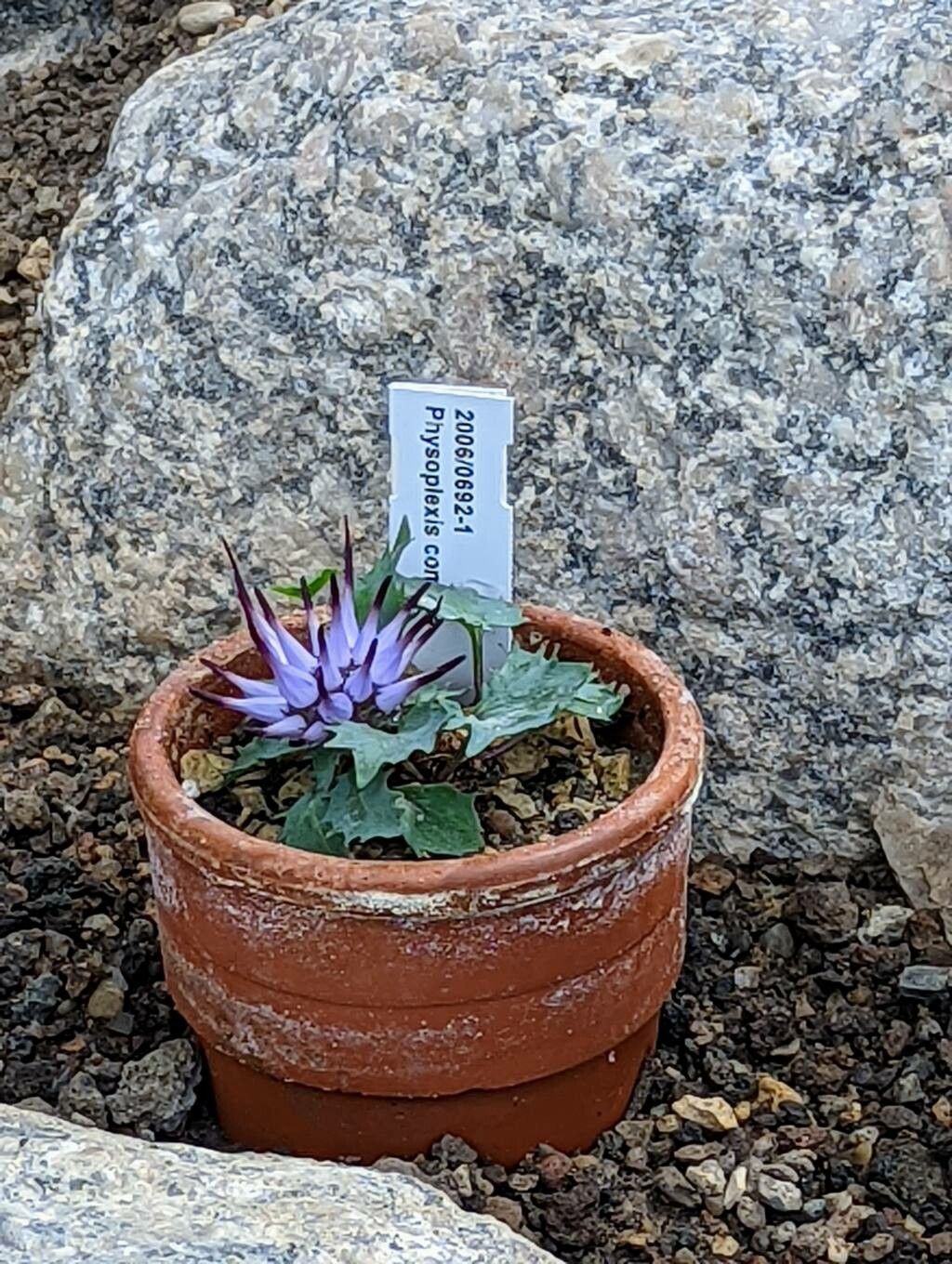 Physoplexis comosa habit
