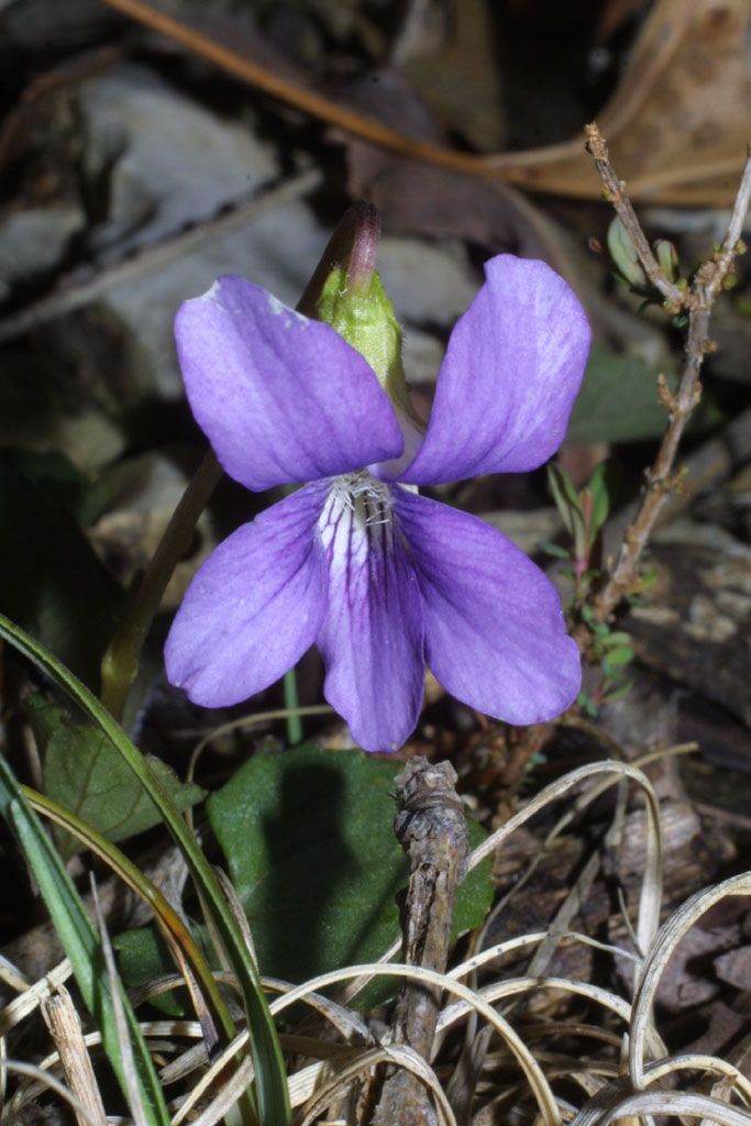 Viola septemloba flower