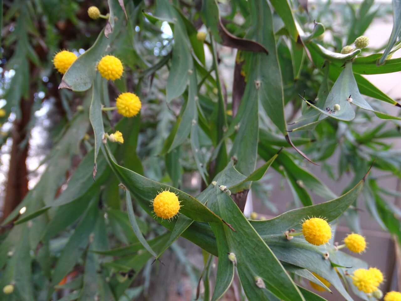 Acacia glaucoptera flower