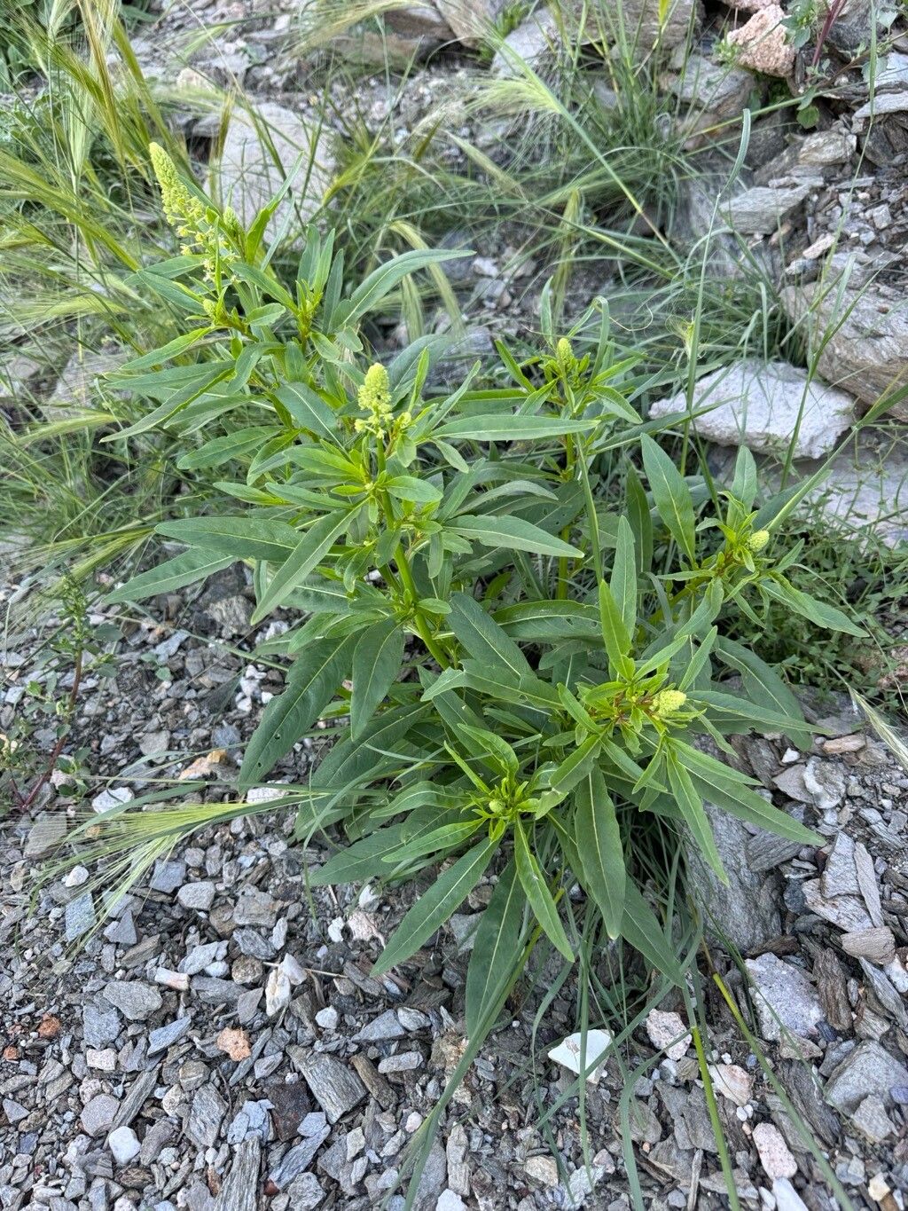 Reseda lanceolata — search result for 'Reseda'