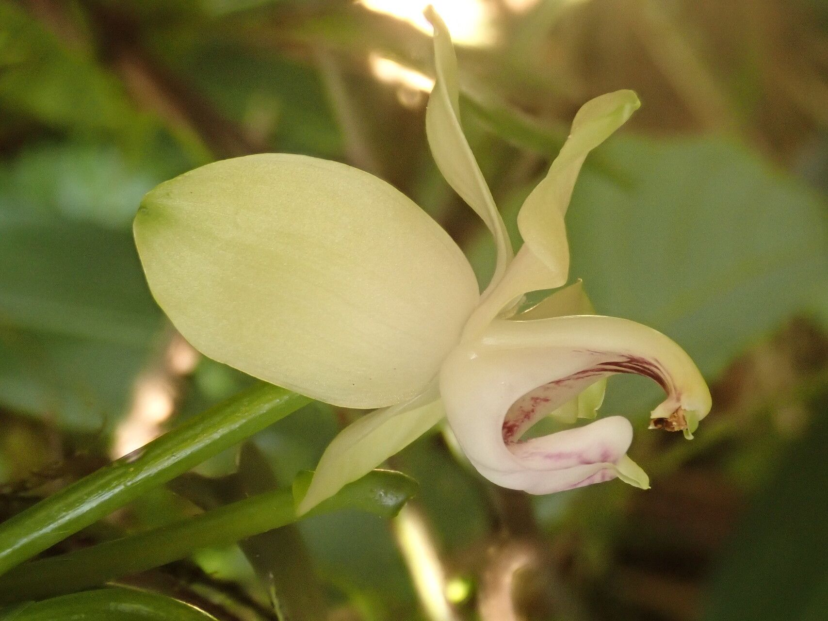 Vanilla hallei — houseplant care guide