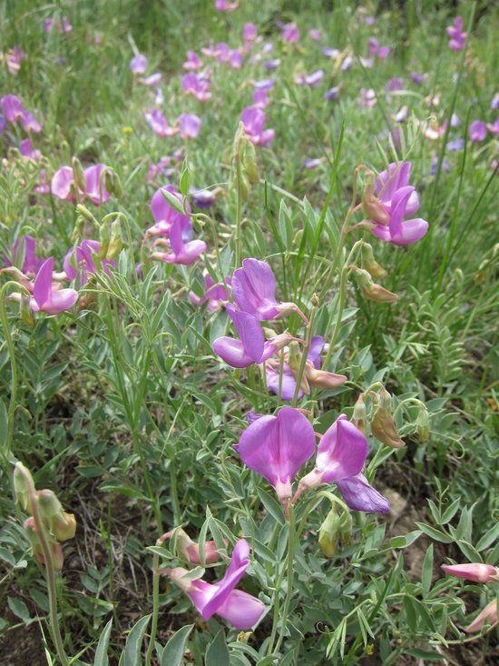 Lathyrus brachycalyx habit