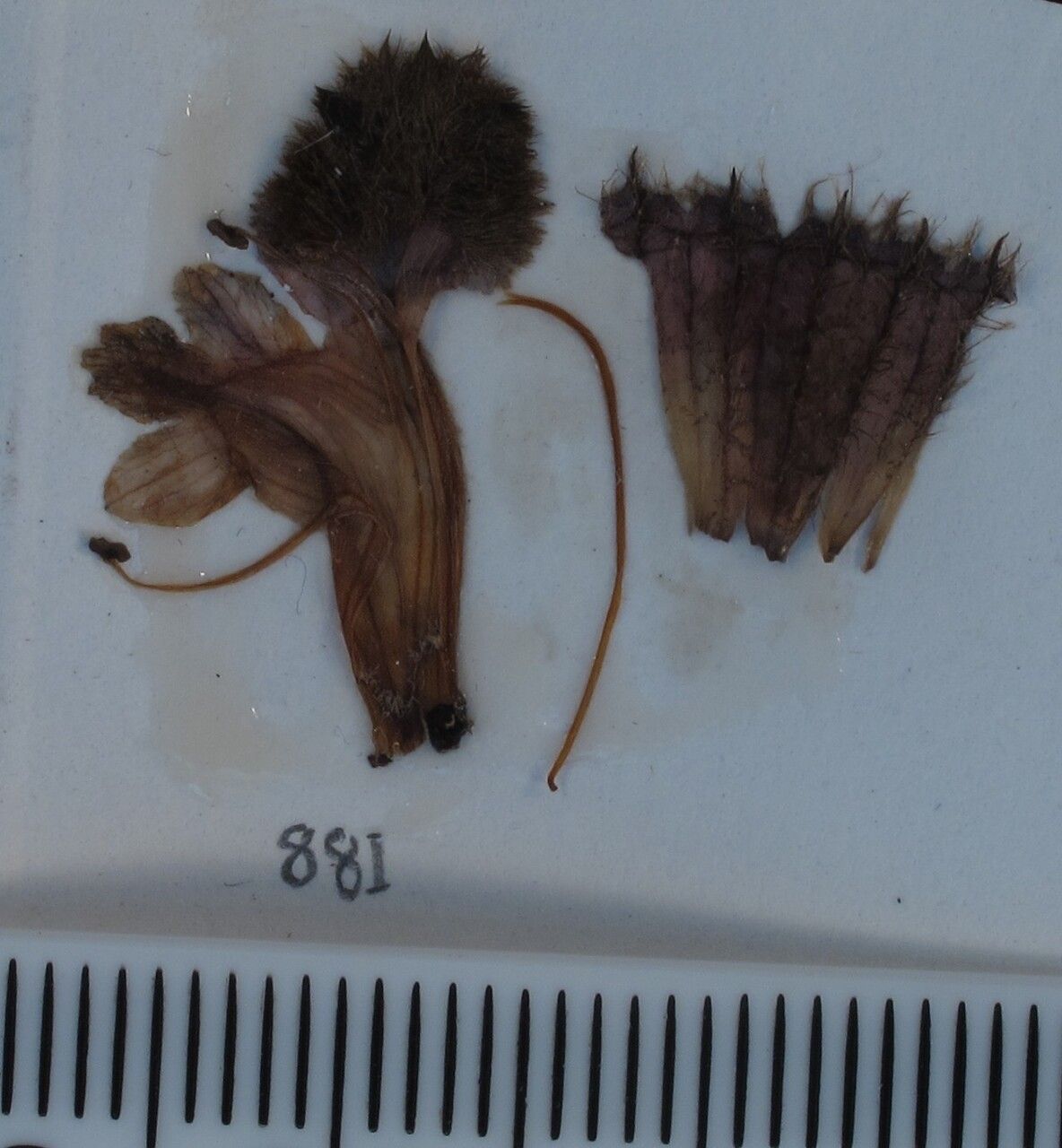 Phlomoides tibetica — search result for 'Phlomoides'