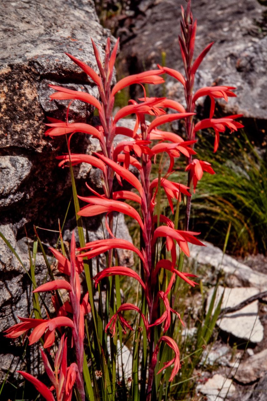 Watsonia gladioloides flower