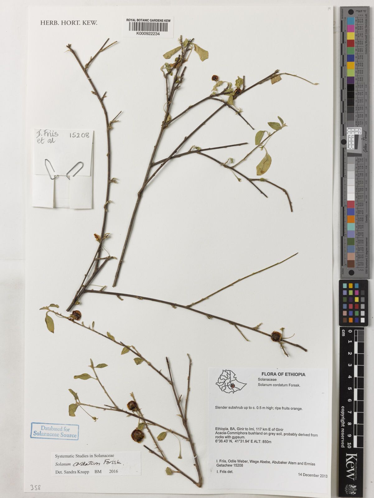 Solanum cordatum — houseplant care guide