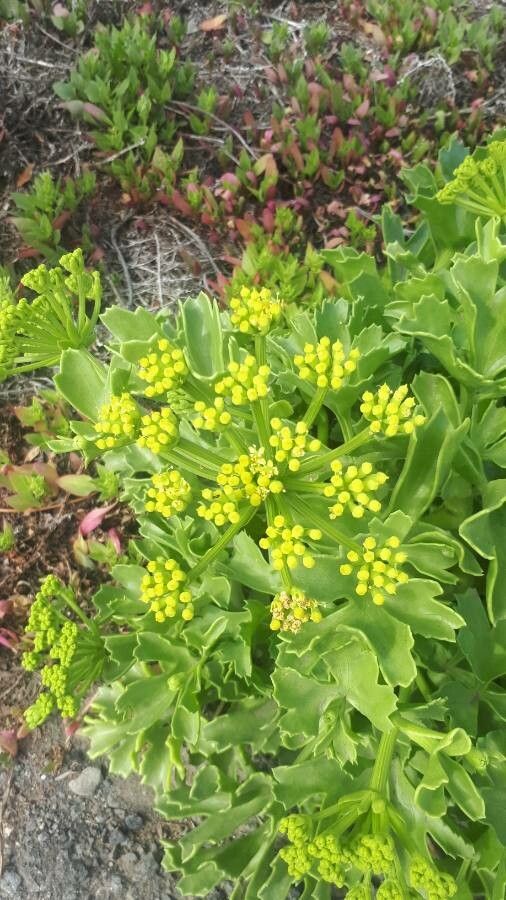 Astydamia latifolia flower