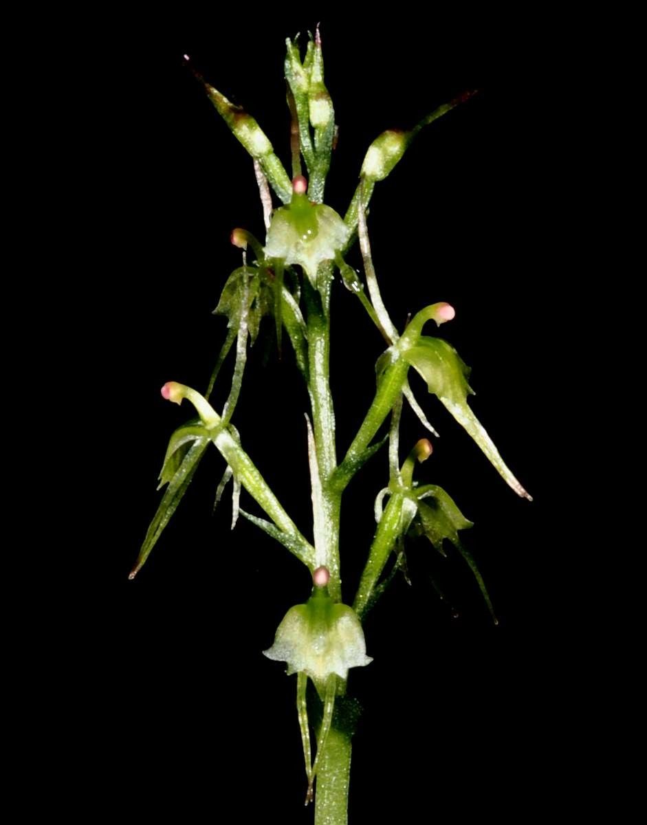 Acianthus amplexicaulis flower